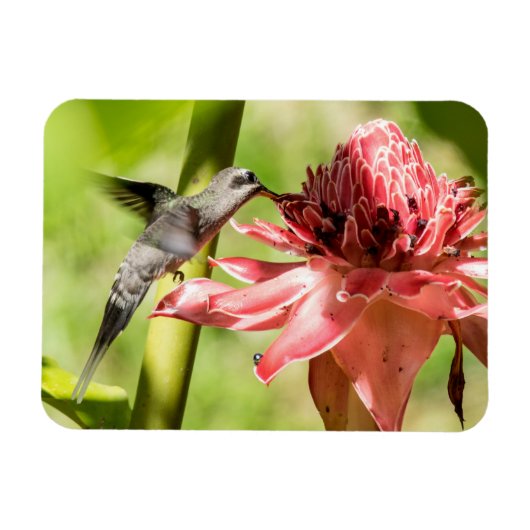 Witte bebaarde kluizenaar kleine magneet (Horizontaal)