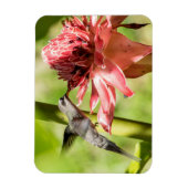 Witte bebaarde kluizenaar kleine magneet (Verticaal)