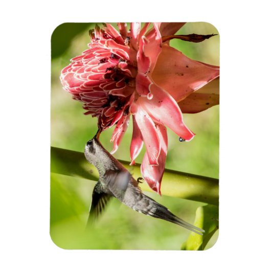 Witte bebaarde kluizenaar kleine magneet (Verticaal)