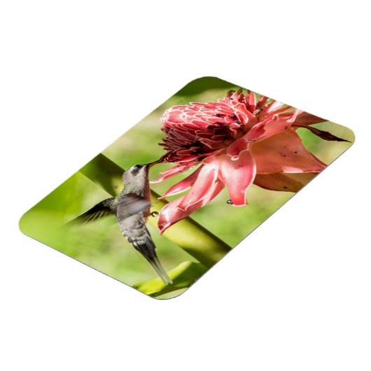 Witte bebaarde kluizenaar kleine magneet (Linkerzijde)