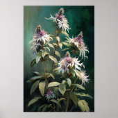 Witte Bee Balm Bloem Art Print Poster (Voorkant)
