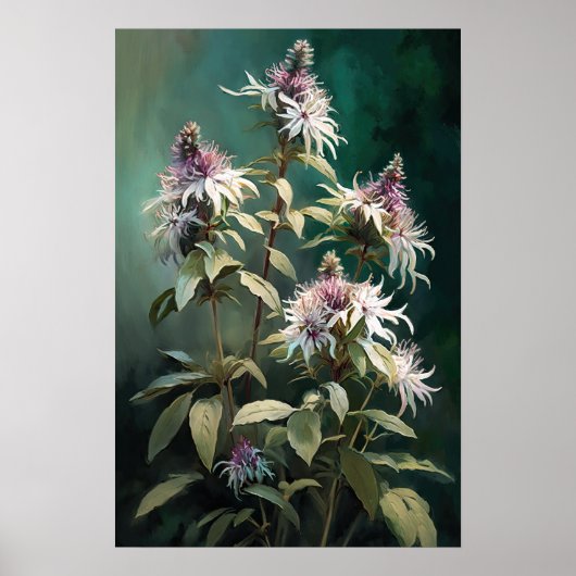 Witte Bee Balm Bloem Art Print Poster (Voorkant)
