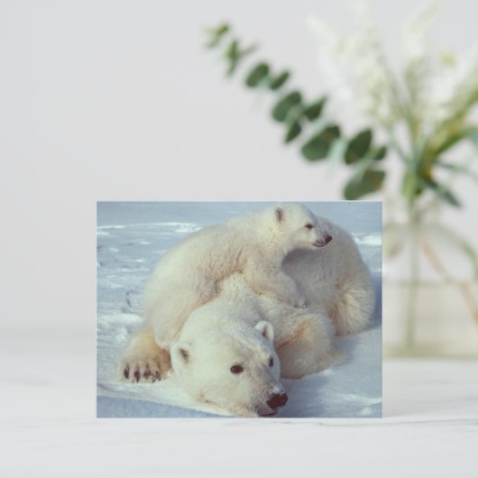 Witte Beer Briefkaart (Staand voorkant)