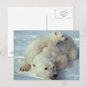 Witte Beer Briefkaart (Voorkant / Achterkant)