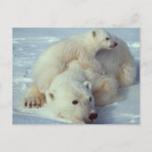 Witte Beer Briefkaart (Voorkant)