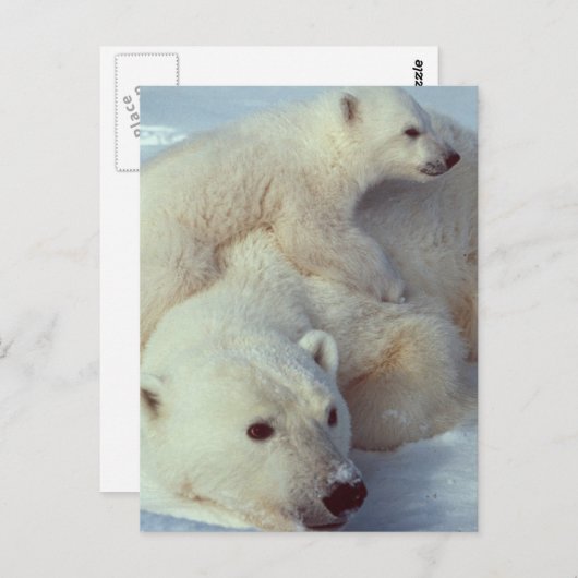 Witte Beer Briefkaart (Voorkant / Achterkant)