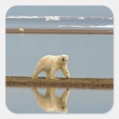 Witte Beer Vierkante Sticker (Voorkant)