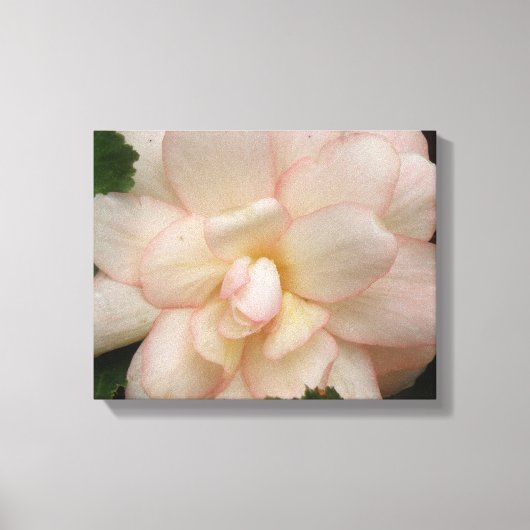 Witte Begonia Bloem Canvasprint Canvas Afdruk (Voorkant)