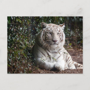 Witte Bengaalse Tijger Foto Briefkaart