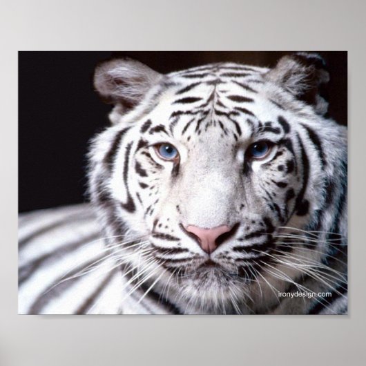Witte Bengaalse Tijger Fotografie Poster (Voorkant)