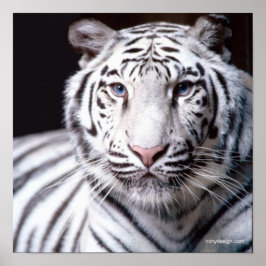 Witte Bengaalse Tijger Fotografie Poster