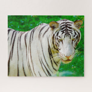 Witte Bengaalse Tijger. Grote Katachtigen. Legpuzzel