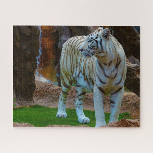 Witte Bengaalse Tijger. Grote Katachtigen. Legpuzzel (Horizontaal)