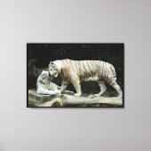 Witte Bengaalse tijger verpakt Canvas Afdruk (Voorkant)