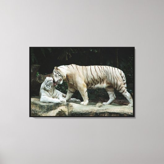 Witte Bengaalse tijger verpakt Canvas Afdruk (Voorkant)