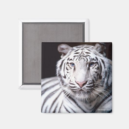 Witte Bengaalse tijgermagneet Magneet (Voorkant / Achterkant)