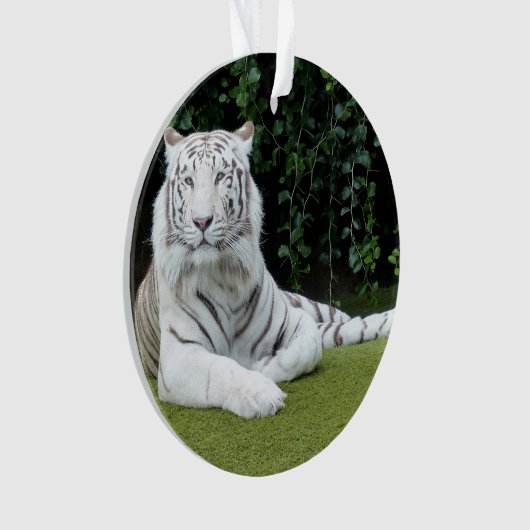 witte bengaalstijger ornament (voorkant)