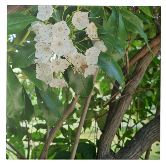Witte Berg Laurel Shrub Branches Tegeltje (Voorkant)
