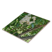 Witte Berg Laurel Shrub Branches