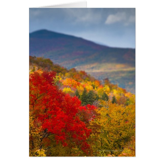 Witte bergen Nationaal Woud (Voorkant)