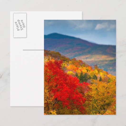 Witte bergen Nationaal Woud Briefkaart (Voorkant / Achterkant)