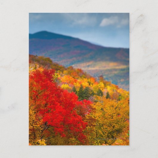 Witte bergen Nationaal Woud Briefkaart (Voorkant)