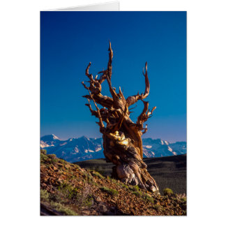 Witte bergen van de oude Bristlecone-pineboom, CA
