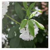  witte berglaurier stervormige bloemen tegeltje (Voorkant)