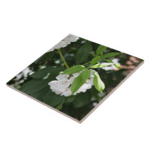  witte berglaurier stervormige bloemen