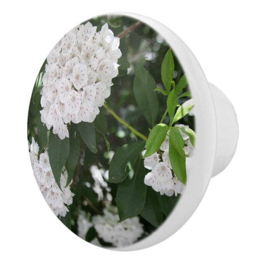 Witte berglaurierbloemen keramische knop (Rechts)