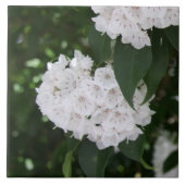 Witte Berglaurierbloemen Tegeltje (Voorkant)