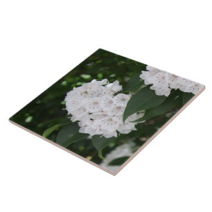 Witte Berglaurierbloemen Tegeltje