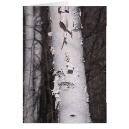 Witte berk (Betula papyrifera) kaart