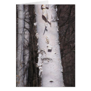 Witte berk (Betula papyrifera) kaart