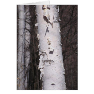 Witte berk (Betula papyrifera) kaart