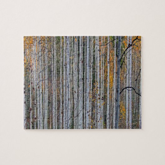 Witte berkenbomen boslandschap natuur legpuzzel (Horizontaal)