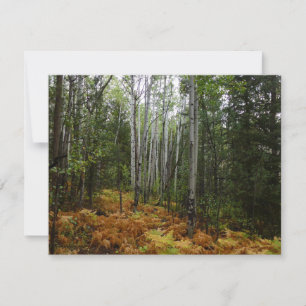 Witte berkenbomen en herfstvarens bij Rocky Mounta