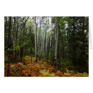 Witte berkenbomen en herfstvarens bij Rocky Mounta