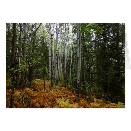 Witte berkenbomen en herfstvarens bij Rocky Mounta (Voorkant Horizontaal)