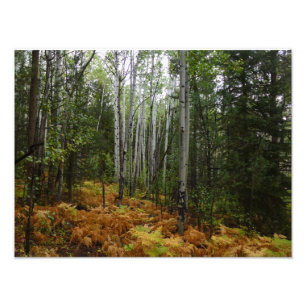 Witte berkenbomen en herfstvarens bij Rocky Mounta Foto Afdruk