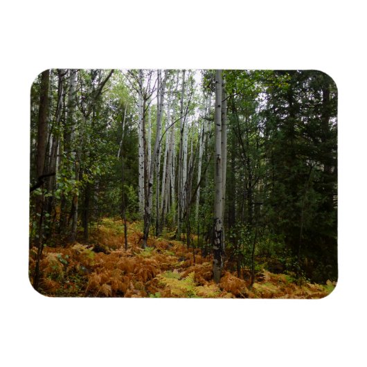 Witte berkenbomen en herfstvarens bij Rocky Mounta Magneet (Horizontaal)