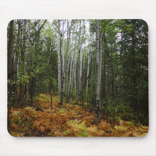 Witte berkenbomen en herfstvarens bij Rocky Mounta Muismat (Voorkant)