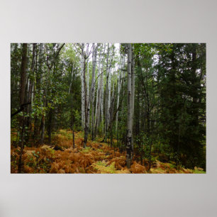 Witte berkenbomen en herfstvarens bij Rocky Mounta Poster