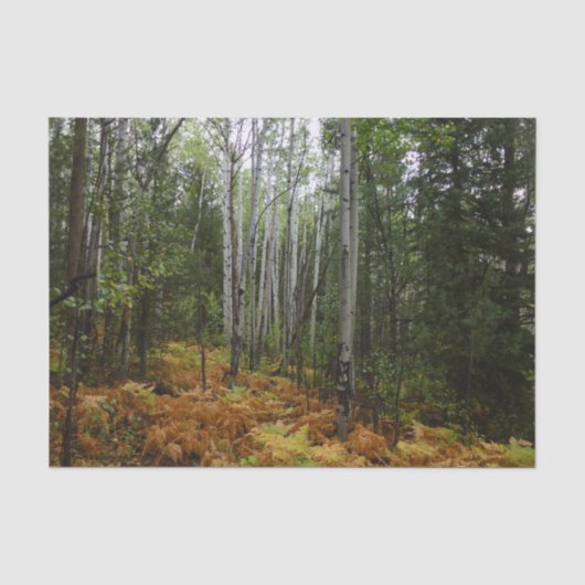Witte berkenbomen en herfstvarens bij Rocky Mounta Tissuepapier (Voorkant)