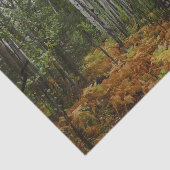 Witte berkenbomen en herfstvarens bij Rocky Mounta Tissuepapier (Detail)