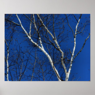 Witte berkenboom Blauwe lucht Natuur Orton Art Poster