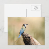 Witte bijeneter briefkaart (Voorkant / Achterkant)