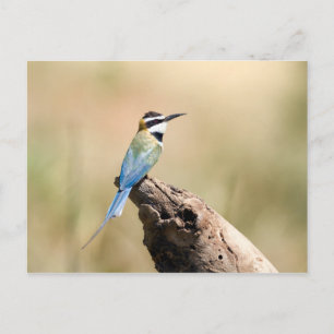 Witte bijeneter briefkaart