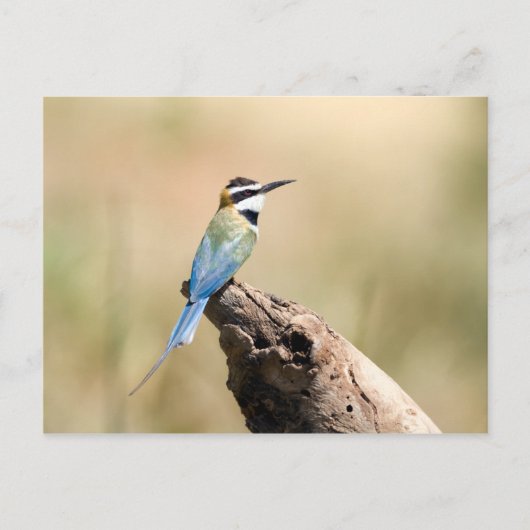 Witte bijeneter briefkaart (Voorkant)