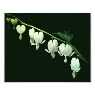 Witte Bloedende Hart Bloemen 8x10 Foto Afdruk